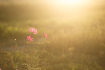 美しい光とコスモスの花
