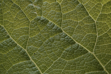 green leaf veins in springtime. abstract green background