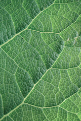green leaf veins in springtime. abstract green background