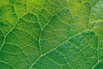 green leaf veins in springtime. abstract green background