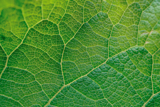 green leaf veins in springtime. abstract green background