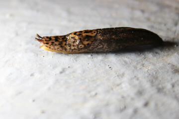 European Tiger Slug - Limax maximus