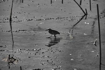 Infrared photograpgy, a serene, monochromatic scene of a bird wading in shallow water