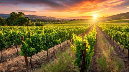 Fototapeta premium A picturesque vineyard at sunset, showcasing rows of grapevines under a colorful sky.