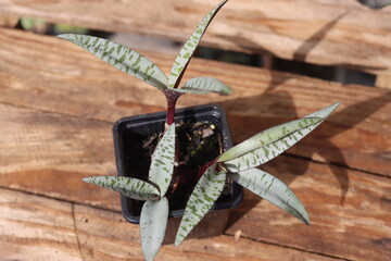 Scilla violacea Cebulica fiołkowa