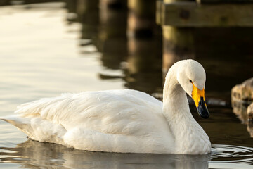 Obraz premium Swan Floating on the Lake,Elegant Swan on Calm Waters,Stunning Wildlife Photography,静かな湖に浮かぶ白鳥 ,日本の自然の優美な姿