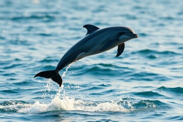 Obraz premium A dolphin performs a stunning leap from the clear blue ocean waters on a sunny day, showcasing its agility and playful spirit.