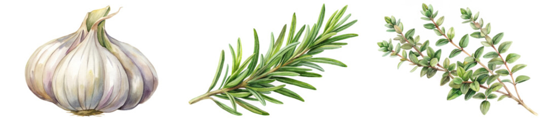Fresh garlic bulb, aromatic rosemary sprigs, vibrant thyme leaves, botanical illustration, culinary herbs, natural ingredients.
