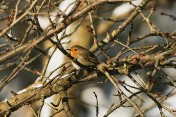 robin on branch