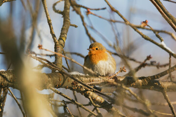 robin on branch