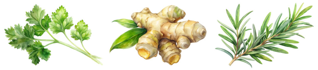 Fresh herbs collection, vibrant green leaves, culinary ingredients, natural flavor enhancers, watercolor illustration.