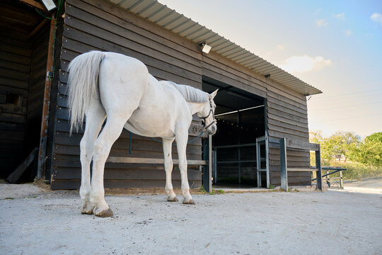 white horse with headstall tied to a hitch rail with a rope in the stables of an equestrian center