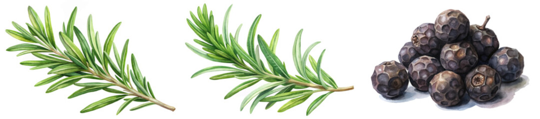 Fresh rosemary sprigs, vibrant green leaves, realistic watercolor style, culinary herbs, natural ingredients, botanical illustration.