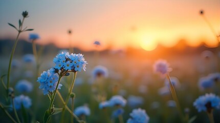 A serene image of small, vibrant blue flowers in a field at sunset