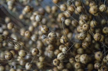 a solid background of dried flax seed pods. The full frame is filled with dry plants. High quality...