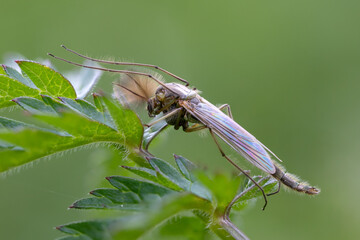 Zuckm&uuml;cke auf einem blatt