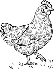 Chicken. Hen, sketch. Vintage retro print. Sketch artwork silhouette chicken. Vector illustration. 