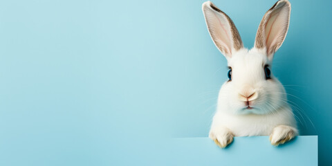Obraz premium White cute rabbit is looking out of the image with surprised expression face against light blue pastel background with copy space. Happy Easter celebration.