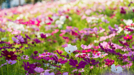 Colorful Cosmos flower in the field, Nature Background.