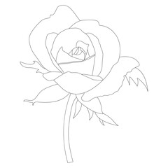 Rose Flower Line Art Vector Illustration