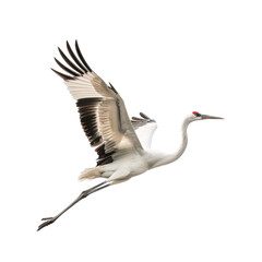 Elegant Crane in Flight Against a Clean transparent background, Capturing Photorealistic Detail and Beauty