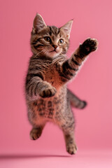 Obraz premium Pixie-bob cat Jumping and playing, studio lighting, isolated on pastel background, stock photographic style