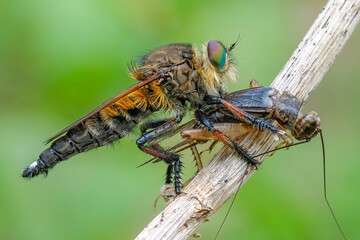 Closeup of robber fly with prey 