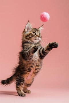 Pixie-bob cat Jumping and playing, studio lighting, isolated on pastel background, stock photographic style