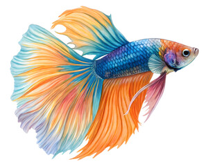 Fototapeta premium A watercolor animal, beta fish, illustration . transparent background.