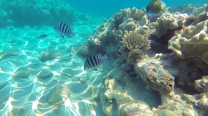 Naklejka premium Vibrant coral reefs filled with colorful fish swimming in pristine, crystal clear waters