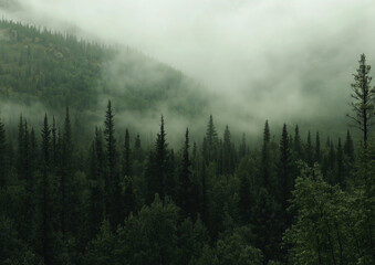 Enchanting view of a dense forest with towering trees and vibrant green foliage, veiled in soft mist, evoking a serene and ethereal natural ambiance perfect for a tranquil escape

