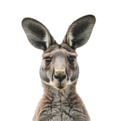 Fototapeta premium Isolated Kangaroo Portrait on Clean transparent background with Intricate Facial Features and Expressive Ears