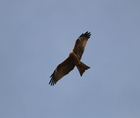 black kite bird in flight