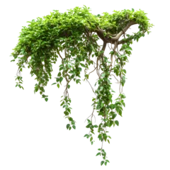 jungle vines isolated on transparent background © Imam Lutfi