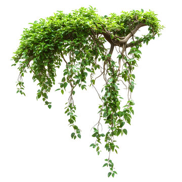 Fototapeta jungle vines isolated on transparent background