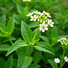 Small white flowers in garden with green stem, weed, stem, herb