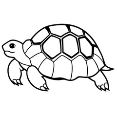 star-tortoise-on-white-background 