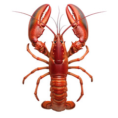 Detailed Depiction of a Vibrant Rock Lobster on a Clean transparent background for Culinary or Marine Use