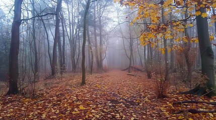 Fototapeta premium A serene foggy forest path blanketed in autumn leaves.