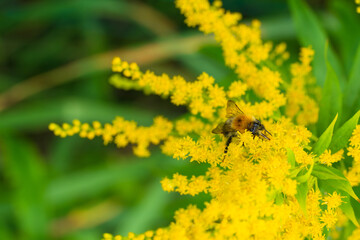 Wild honey bee collecting pollen from vibrant yellow goldenrod flowers in summer garden. Close-up nature photograph capturing pollinator at work on Solidago blooms against a green background