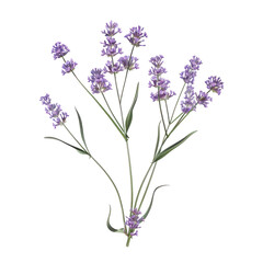 Obraz premium Isolated Lavender Flowers on Clean transparent background with Sea Vibe for Tranquil Decor and Design