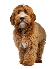Adorable young labradoodle dog pup with white spots, walking towards lens. Looking towards camera. Isolated cutout on a transparent background.