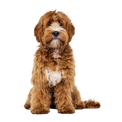Adorable young labradoodle dog pup with white spots, sitting up facing front. Looking towards...