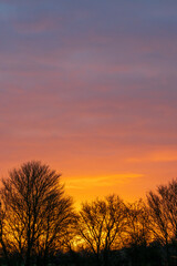 Fototapeta premium Spectacular winter sunrise erupts in brilliant orange and purple hues over the rural Essex landscape. Tree silhouettes frame the dawn horizon in the stunning British countryside scene