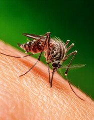 Aedes albopictus, aedes aegypti mosquito, virus zika, dengue, Chikungunya, Mayaro, Yellow fever on human skin 