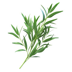 Fototapeta premium Fresh Tarragon Herb Isolated on Clean transparent background for Culinary and Gardening Uses