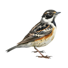 Fototapeta premium Detailed Photorealistic Illustration of a Thrush Bird on Clean transparent background