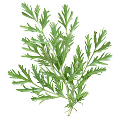 Fototapeta premium Detailed View of Fresh Wormwood Leaves on Isolated Clean transparent background for Botanical Illustrations