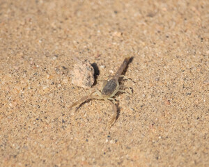 Scorpion at the desert