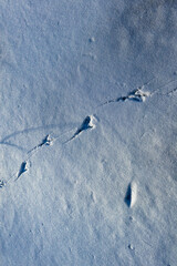 Bird tracks on the cold snow. Bird paw prints in the snow in winter